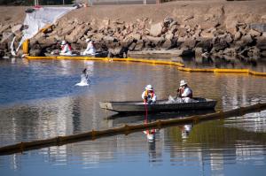 Dezastru ecologic în California: Plaje pline de păsări şi peşti morţi după o scurgere de aproximativ 3000 de barili de petrol în larg