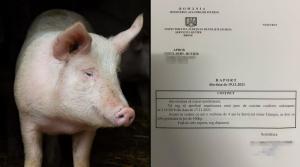 Un polițist din Giurgiu a întocmit un raport pentru a cere "repartizarea unui porc de 160 de kg", după o glumă a colegilor