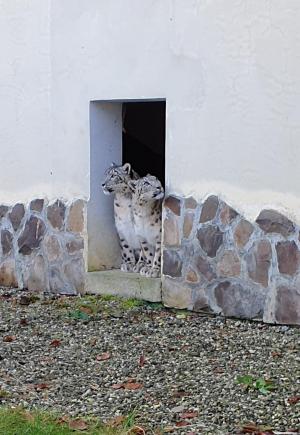 Doi leoparzi ai zăpezilor, o nouă atracţie turistică la Grădina Zoologică din Braşov