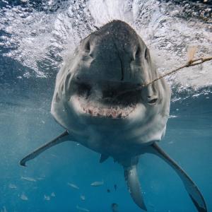 Imagini spectaculoase surprinse în adâncuri cu rechinul "Brutus", considerat a fi cel mai fioros din lume