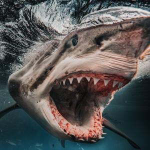 Imagini spectaculoase surprinse în adâncuri cu rechinul "Brutus", considerat a fi cel mai fioros din lume
