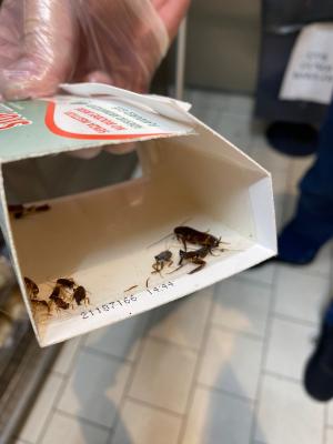 ANPC a închis raioane în mai multe supermarketuri din Ploieşti: muşte în spaţiul de producţie a pâinii, grăsimi şi praf în sistemul de ventilaţie