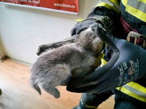 Imagini de la salvarea unui pui de pisică blocat în peretele unui apartament din Târgu Mureș. Cum a ajuns acolo