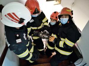 Imagini de la salvarea unui pui de pisică blocat în peretele unui apartament din Târgu Mureș. Cum a ajuns acolo