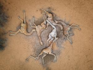 Imaginea neputinţei: 6 girafe răpuse de seceta cumplită din Kenya. Milioane de oameni luptă pentru fiecare strop de apă