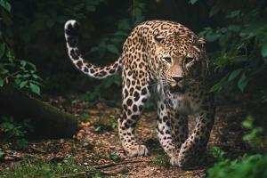O mamă-eroină din India a luptat cu mâinile goale ca să îşi salveze fiul din colţii unui leopard