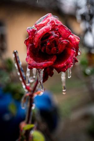 Freezing rain, fenomenul meteo care a transformat România într-un regat de gheaţă. Ploaia îngheţată va continua să ne dea de furcă
