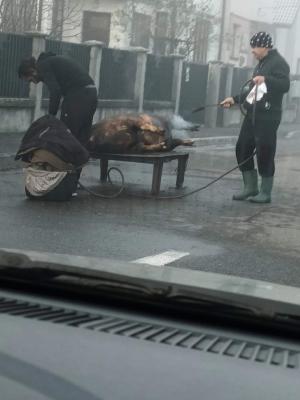 „Doar în România poţi vedea aşa ceva“. O familie din Târgu Jiu a tăiat porcul în văzul lumii, în mijlocul străzii