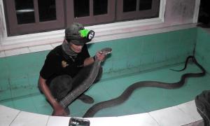 O cobră regală, lungă de patru metri, găsită ascunsă sub casa unei familii, în Thailanda