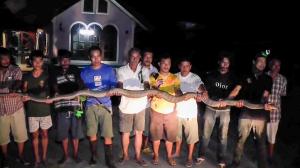 O cobră regală, lungă de patru metri, găsită ascunsă sub casa unei familii, în Thailanda