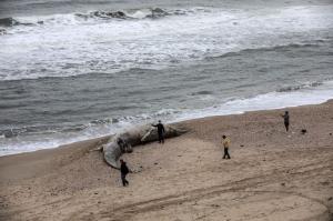 Balena de 17 metri, eșuată pe o plajă din Israel. Descoperirea făcută la autopsie