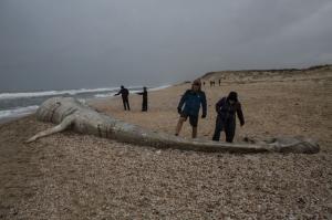 Balena de 17 metri, eșuată pe o plajă din Israel. Descoperirea făcută la autopsie