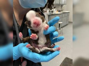 Skipper, cățelușul născut cu șase picioare, este un adevărat „miracol”, spune veterinarul din Oklahoma care îl monitorizează