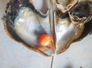 Pescar îmbogățit instant de o mică perlă portocalie, dar extrem de rară, găsită pe o plajă, în Thailanda