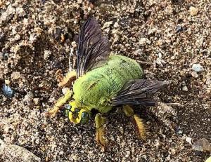 Un australian a rămas uimit să descopere o albină de culoare verde. Internauţii s-au înghesuit să ghicească despre ce specie este vorba