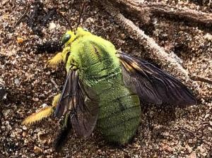 Un australian a rămas uimit să descopere o albină de culoare verde. Internauţii s-au înghesuit să ghicească despre ce specie este vorba