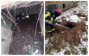 O altfel de misiune pentru pompierii din Aiud: S-au mobilizat să salveze un câine căzut într-o fosă septică