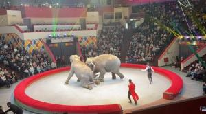 Doi elefanți s-au luat la îmbrâncit și au fost aproape de a strivi părinți cu copii, la un spectacol de circ din Rusia