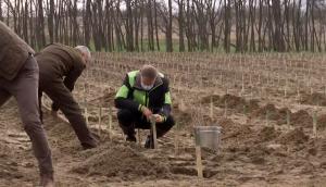 Imagini cu Iohannis plantând copaci la Dăbuleni: "Iubesc natura, îmi doresc o natură sănătoasă pentru România"