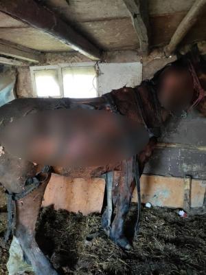 Calul incendiat cu tot cu căruță, în Ilfov, a fost eutanasiat