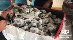 O valiză cu 185 de broaşte ţestoase, unele dintre ele moarte, a fost descoperită pe aeroportul din Galapagos
