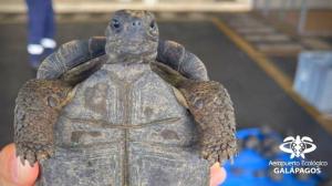 O valiză cu 185 de broaşte ţestoase, unele dintre ele moarte, a fost descoperită pe aeroportul din Galapagos