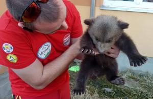 Imagini cu un ursuleț de 2 luni, salvat din Cheile Vârghişului. Puiul a fost găsit înfometat, după ce ursoaica ar fi decedat