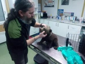 Imagini cu un ursuleț de 2 luni, salvat din Cheile Vârghişului. Puiul a fost găsit înfometat, după ce ursoaica ar fi decedat