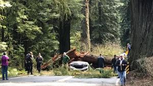 Cinci copii au rămas orfani după ce maşina în care se aflau părinţii a fost zdrobită de un copac, în vacanţa din California