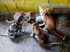 Patru pisici abandonate pe un vas cuprins de flăcări, salvate de la înec de marina thailandeză
