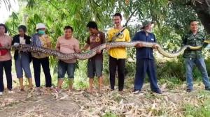 Piton imens, capturat de un grup de săteni din Thailanda. A fost nevoie de opt oameni pentru a-l putea căra
