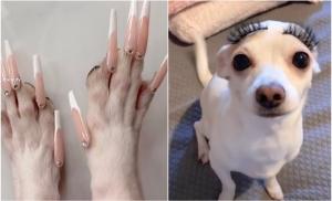 O femeie din SUA i-a pus unghii false căţeluşei sale, din rasa Chihuahua: "Ăsta e abuz de animale"