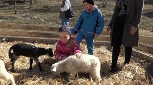 Raiul celor mici, într-un sat din Harghita. Copiii se pot juca și hrăni animalele pe care, cei mai mulți le-au văzut doar în cărți