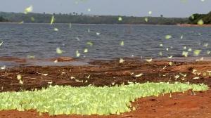 Imagini spectaculoase cu mii de fluturi verzi care roiesc pe o plajă din nordul Thailandei