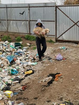 Zeci de câini fără stăpân, prinşi şi aruncaţi într-o groapă de gunoi, în apropierea unei mănăstiri din Galaţi