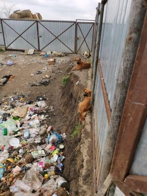 Zeci de câini fără stăpân, prinşi şi aruncaţi într-o groapă de gunoi, în apropierea unei mănăstiri din Galaţi