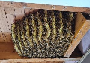 Mii de albine au fost îndepărtate din tavanul unei case, în Australia. Proprietarul a vrut să se asigure că sunt relocate în siguranţă
