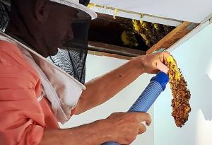 Mii de albine au fost îndepărtate din tavanul unei case, în Australia. Proprietarul a vrut să se asigure că sunt relocate în siguranţă