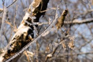 Meteorologii anunţă brumă şi îngheţ, cu posibile pagube în agricultură. Vreme deosebit de rece până sâmbătă dimineaţă