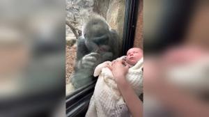 Reacţia emoţionantă a unei gorile când vede un bebeluş prin geamul despărţitor, la o grădină zoologică din SUA