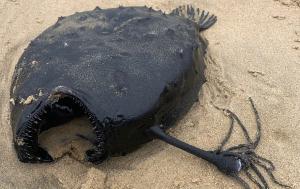 Un peşte-pescar cu înfăţişare monstruoasă, care trăieşte la sute de metri în adâncul oceanului, a fost găsit pe o plajă din California
