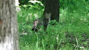Imagini "rarisime" cu o pisică sălbatică, proaspătă mămică, într-o pădure din Vaslui