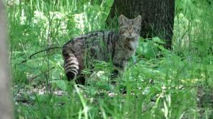 Imagini "rarisime" cu o pisică sălbatică, proaspătă mămică, într-o pădure din Vaslui