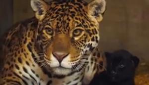 Pui rar de jaguar, vedetă la Zoo în Kent. "Baby" face parte dintr-o specie ameninţată cu dispariţia