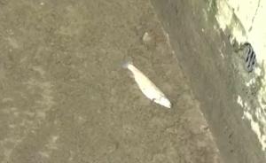 Toţi peștii din două păstrăvării din Piatra Neamt au murit: ”Săreau de parcă îi curenta cineva. S-a albit apa în câteva minute”