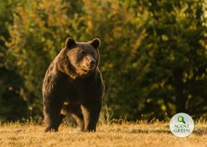 Arthur, cel mai mare urs din România, ucis de un prinț austriac pentru 7000 de euro. Apel pentru interzicerea vânătorii “de trofee”