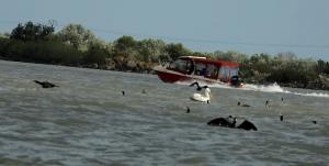 Imagini cu o barcă care intră cu viteză într-un stol de pelicani în Deltă: ”Un om fără suflet care ar trebui tras la răspundere”