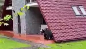 Un pui de urs flămând a dat iama într-o curte din Sinaia. În căutarea unui "mic dejun'', animalul a răsturnat un tomberon