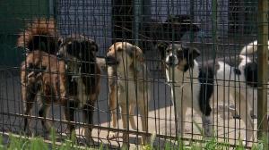 Directorul Direcţiei Publice Motru, acuzat că a susţinut eutanasierea câinilor comunitari