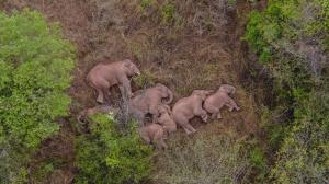 Turma de elefanți care umblă prin China de un an s-a oprit pentru un pui de somn. Călătoria animalelor a captivat oamenii din întreaga lume